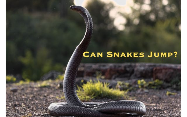Can-Snakes-Jump