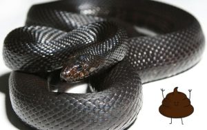 Black snake poop