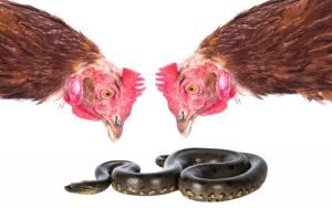 Do Chickens Eat Snakes