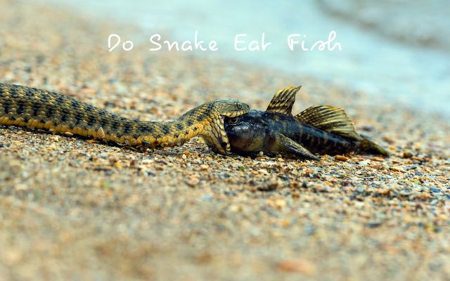 Do Snake Eat Fish