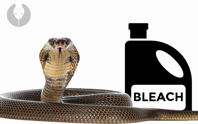 Does Bleach Really Work As A Snake Repellent