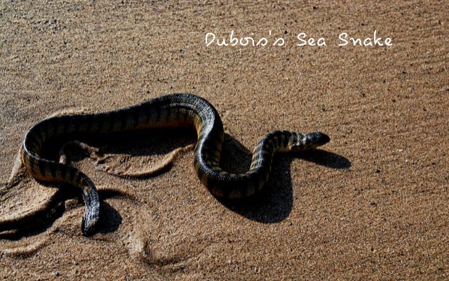 Dubois's Sea Snake