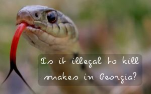 Is it illegal to kill snakes in Georgia?