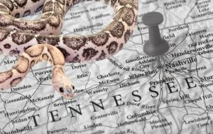 Is it illegal to kill a snake in Tennessee?