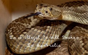 Is it illegal To Kill Snakes In Australia