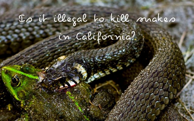 Is it illegal to kill snakes in California?