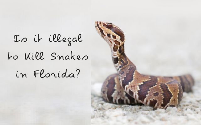 Is it illegal to Kill Snakes in Florida