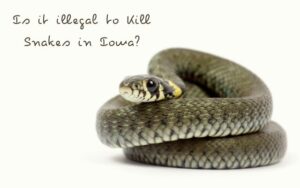 Is it illegal to Kill Snakes in Iowa