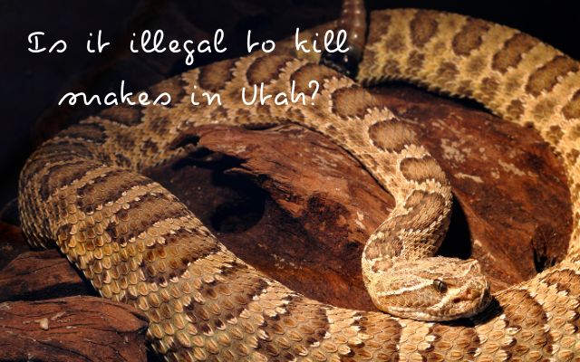 Is It Illegal To Kill Snakes In Utah Venomous Snakes