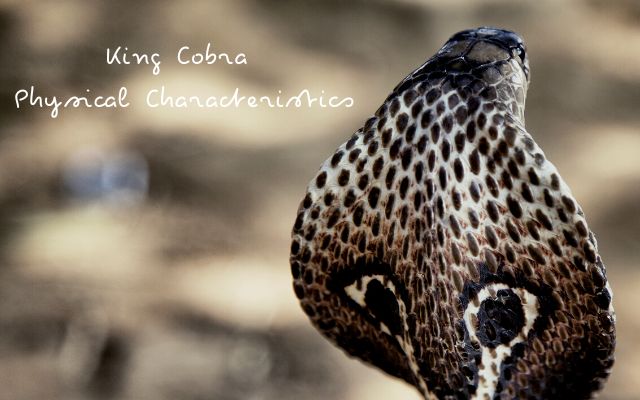 King Cobra Physical Characteristics