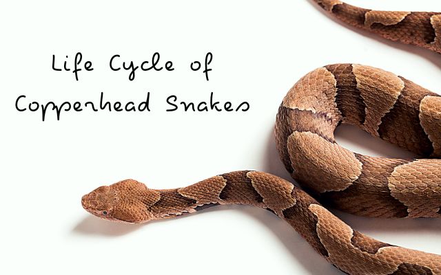 Life Cycle of Copperhead Snakes