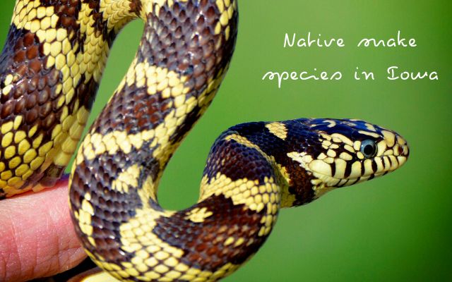 Native snake species in Iowa