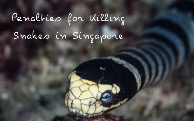 Penalties for Killing Snakes in Singapore