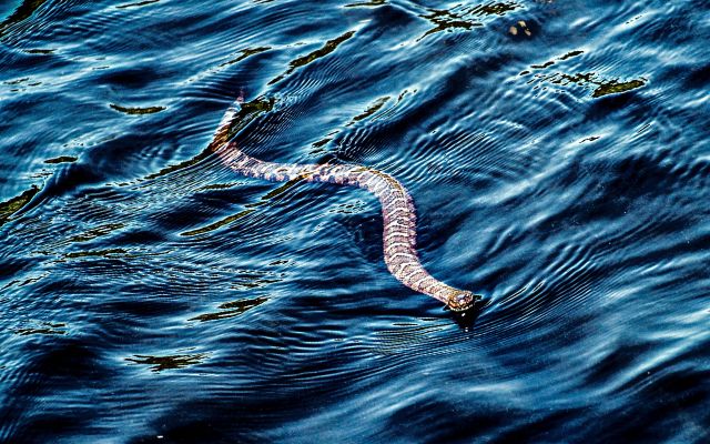 The 10 Most Snake Infested Lakes in the United States