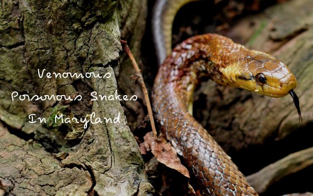 Venomous Poisonous Snakes In Maryland