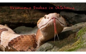 venomous-snakes-in-oklahoma