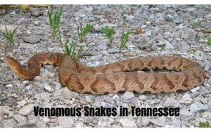 venomous-snakes-in-tennessee