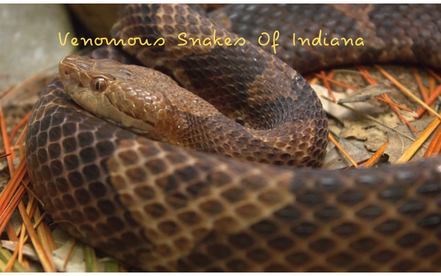 venomous-snakes-of-Indiana