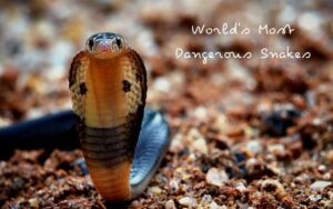 World's Most Dangerous Snakes