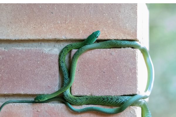 Can snakes climb brick walls? 