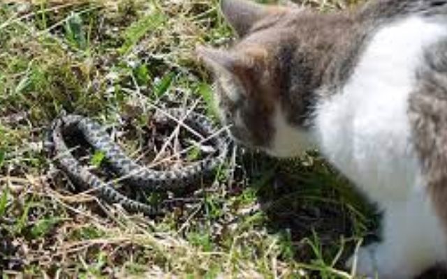 Do-Cats-Eat-Snakes?
