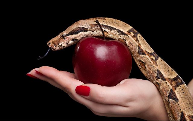How do you treat snakes that have fleas?