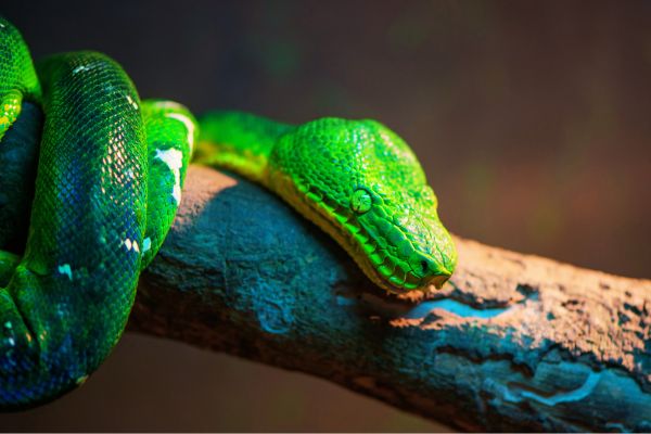 Do Snakes Avoid Light? 