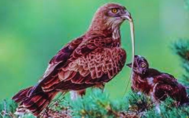 What-Type-of-Eagles-Eat-Snakes