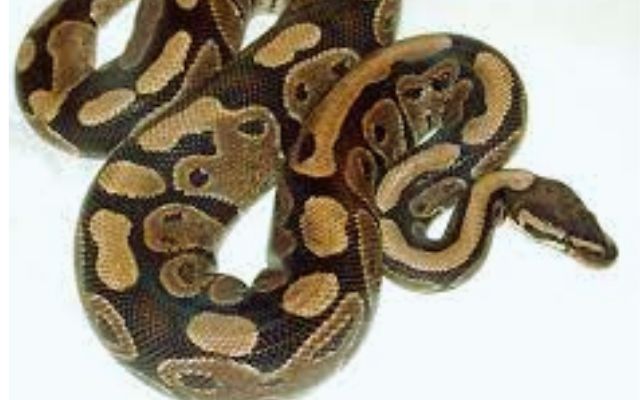 are-ball-pythons-nocturnal