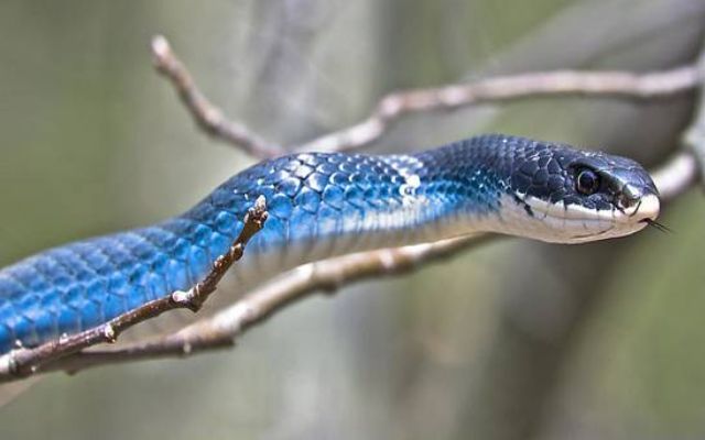 blue runner snake