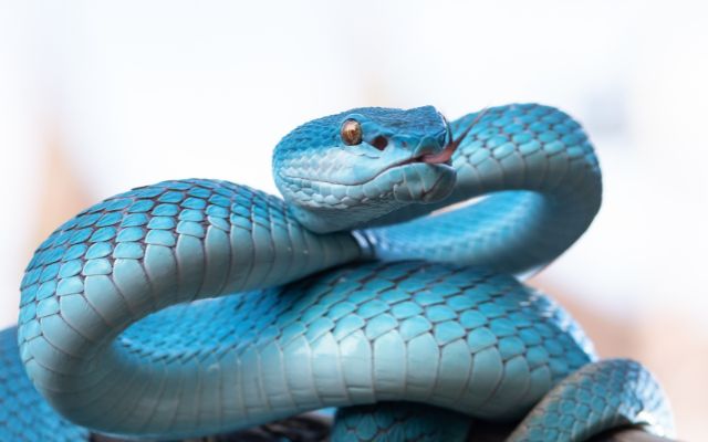 blue vipper snake