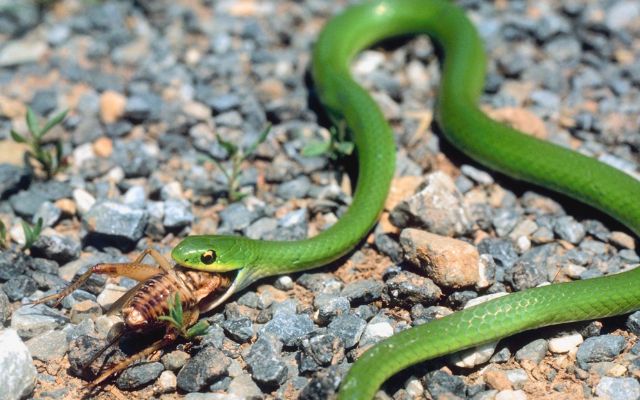 Can baby snakes eat grasshoppers?