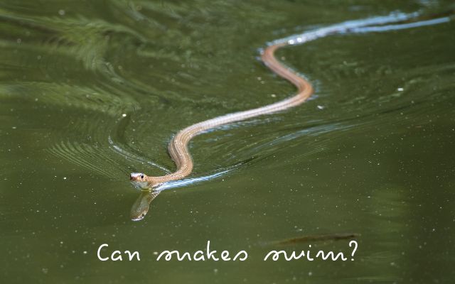 Can snakes swim