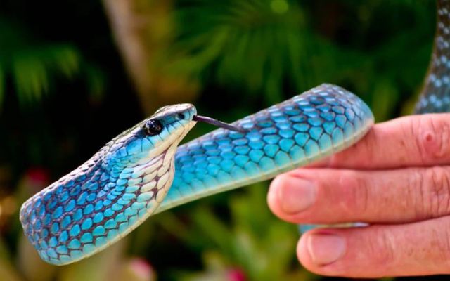 Common blue phase tree snake