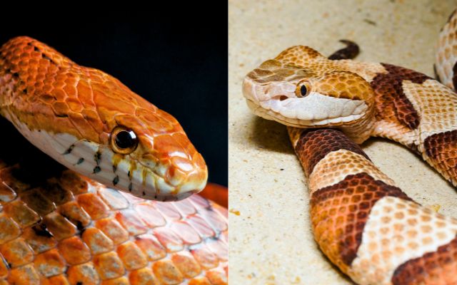 Corn Snake vs Copperhead