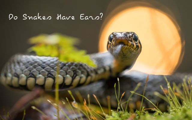 Do Snakes Have Ears