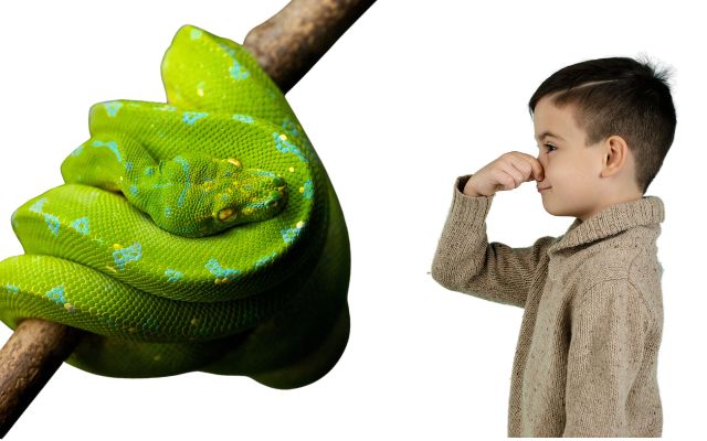Do Snakes Smell Bad