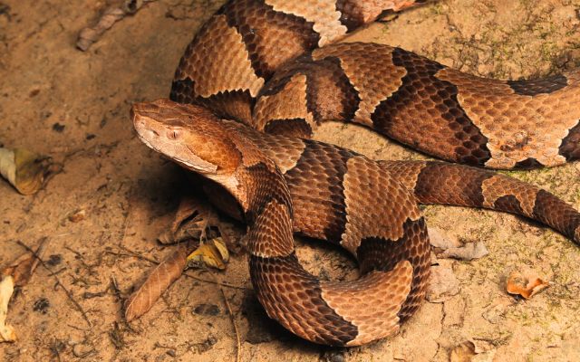 How Dangerous Are Copperheads and Corn Snakes?