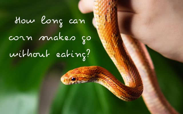 How long can corn snakes go without eating