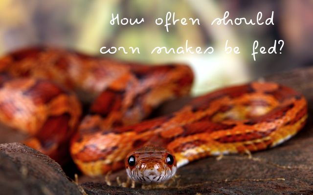 How often should corn snakes be fed?