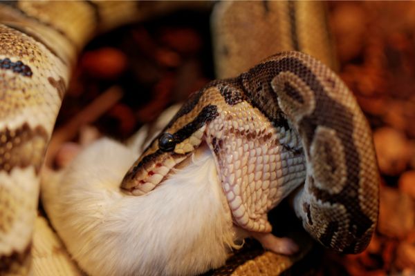 How To Pick Up a Ball Python for The First Time