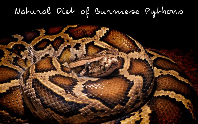 Natural Diet of Burmese Pythons