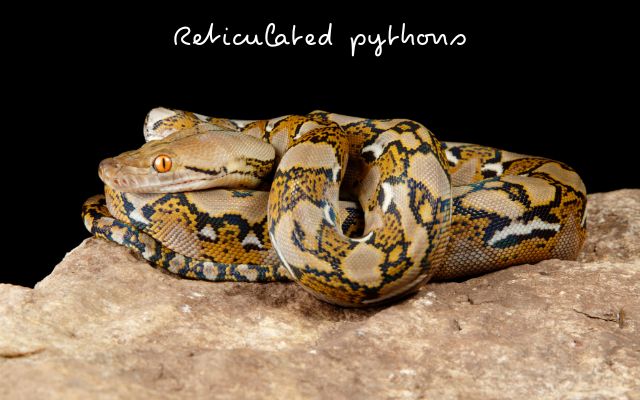 Reticulated pythons