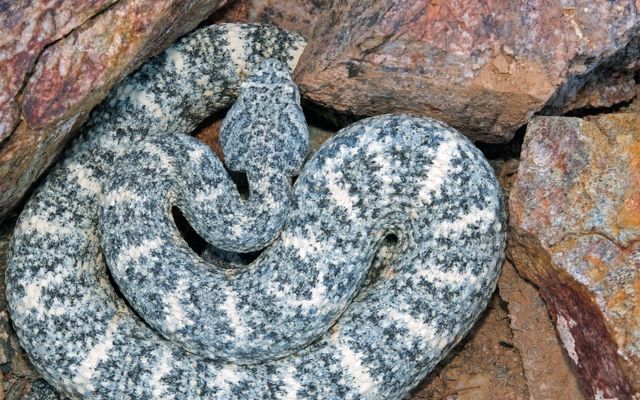 Rock rattlesnake