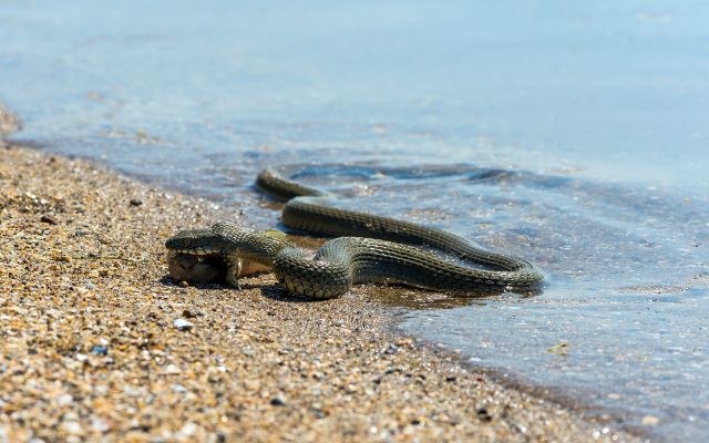 Snake adaptations for swimming