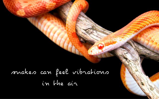 snakes can feel vibrations in the air
