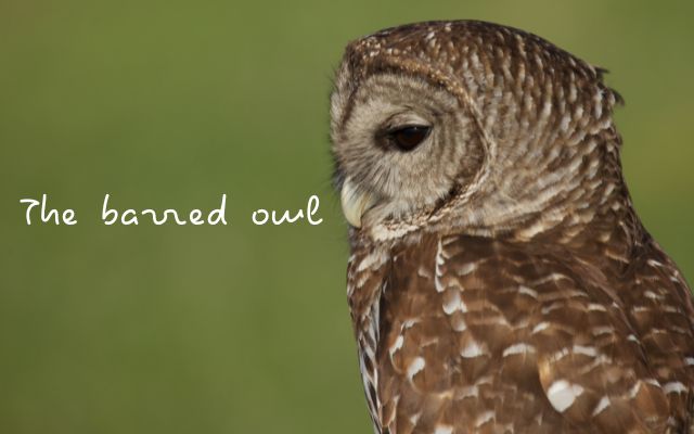 The barred owl