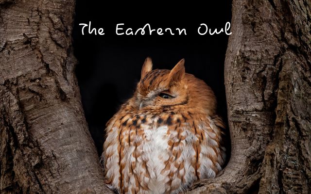 The Eastern Owl