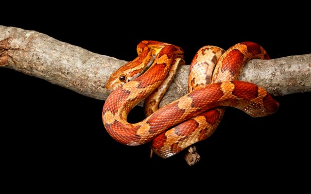 Ways To Help Your Corn Snake Live Longer
