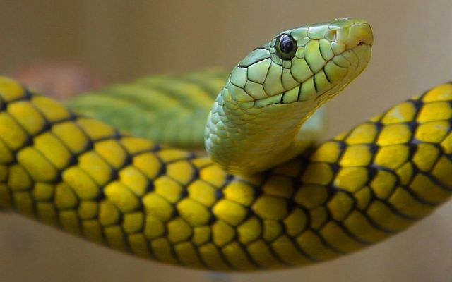 What do snakes smell like?
